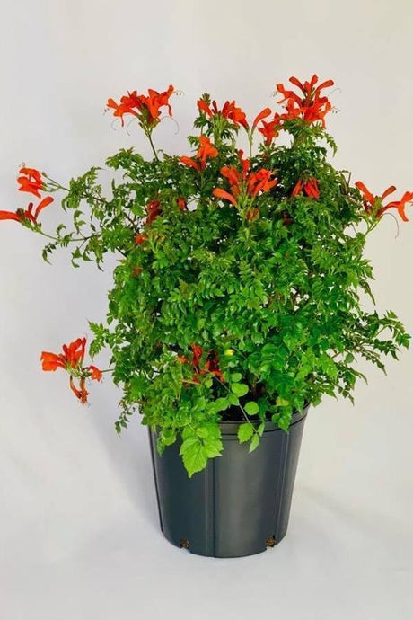 Outdoor plants online in dubai-uae Cape-Honeysuckle-Tecoma-capensis