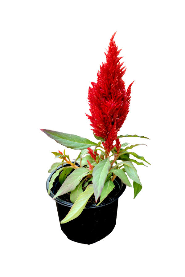 Celosia Cristata plant with vibrant, cockscomb-like flowers in a decorative pot