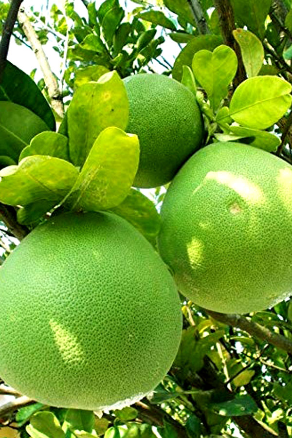 Pomelo Tree - Citrus Maxima