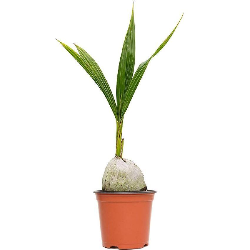 Outdoor plants online in dubai-uae Coconut-Tree-–-Thailand-Cocos-nucifera