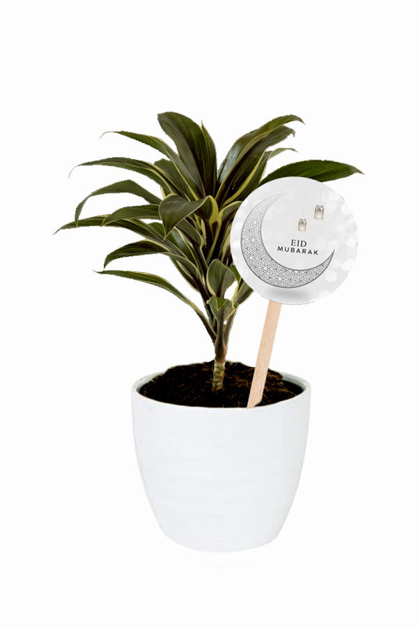 Eid Gift - Cordyline Fruticosa Tango - Indoor Plant