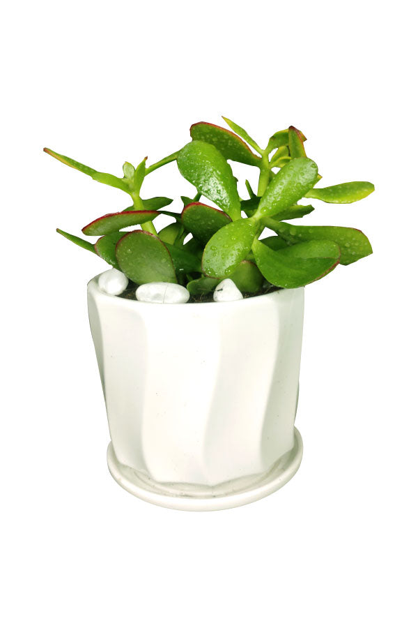 Crassula Ovata Office Table Top Plant