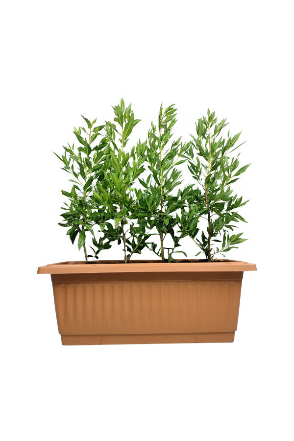 Ficus Damas in Sleek Rectangular Pot