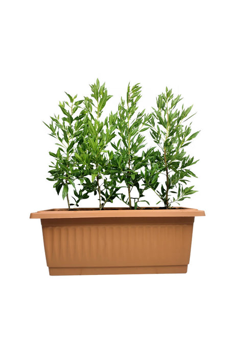 Ficus Damas in Sleek Rectangular Pot