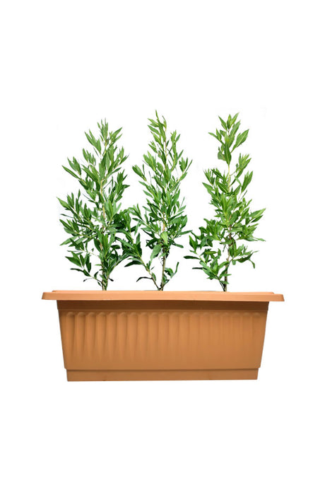 Ficus Damas plant in sleek rectangular pot – ideal for home, garden, or office decor with evergreen foliage.