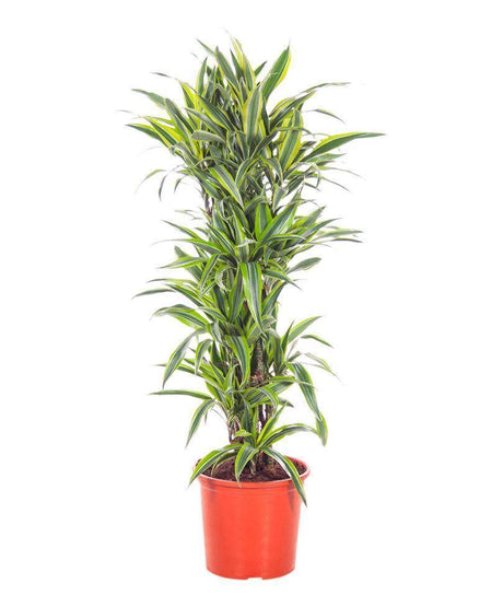 Dracaena Lemon Lime - Lemon Lime plant - Plantsworld.ae - {{ varient.name }}