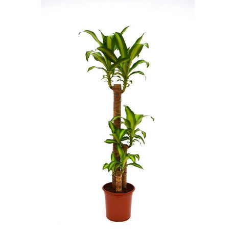 Indoor plants online in dubai-uae-Dracaena Massangeana - Dracaena Fragrans