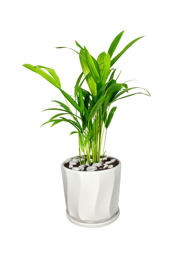 Areca Small – Office Table Top Plant with Lush Green Foliage for Desk Decor