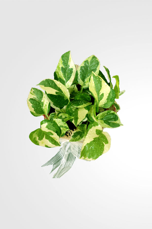 Women's Day & Mother's Day Gift -Njoy Plant -Epipremnum Pinnatum With Wrap