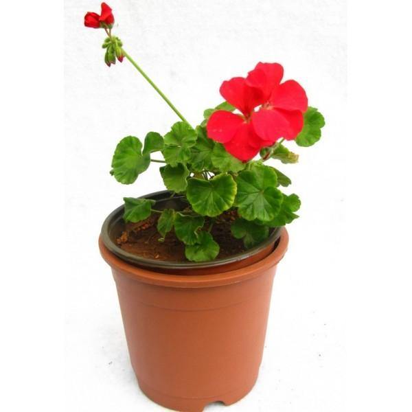 Outdoor plants online in dubai-uae Geranium-Pelargonium