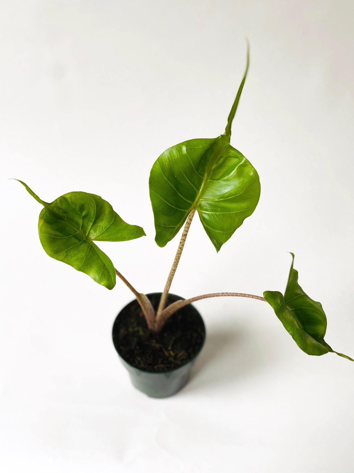 Alocasia  Macrorrhizos - Elephant Ear "Stingray" - Alocasia  Macrorrhizos - Elephant Ear "Stingray" - Plantsworld.ae