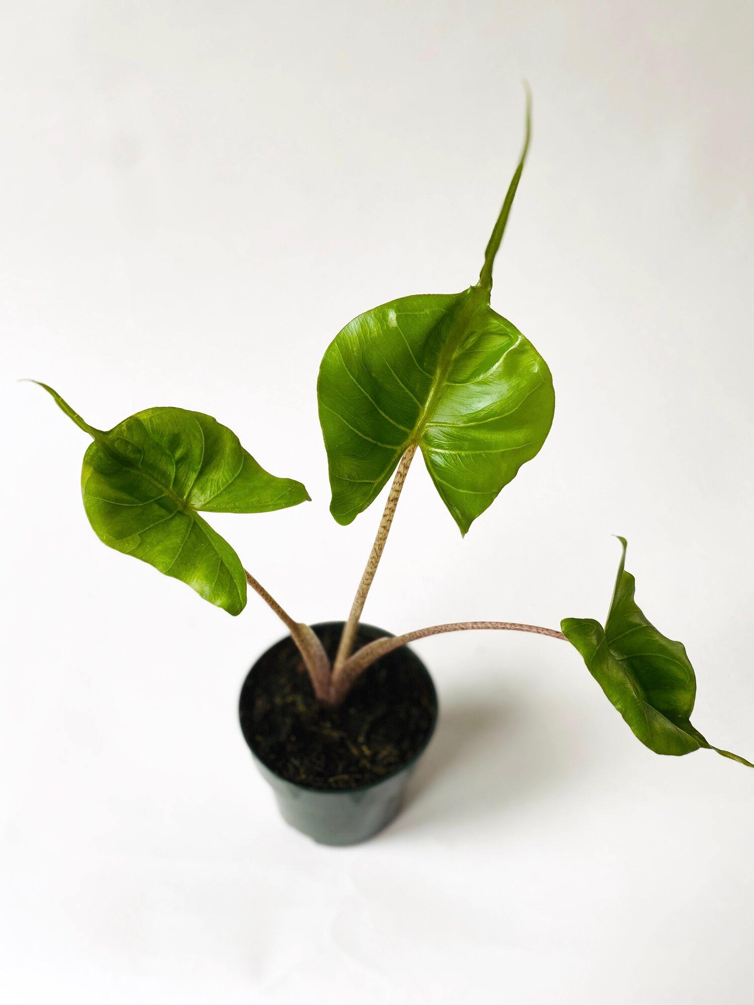 Alocasia  Macrorrhizos - Elephant Ear "Stingray" - Alocasia  Macrorrhizos - Elephant Ear "Stingray" - Plantsworld.ae