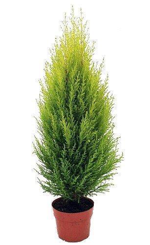 Indoor plants online in dubai-uae-Lemon Cypress - Goldcrest