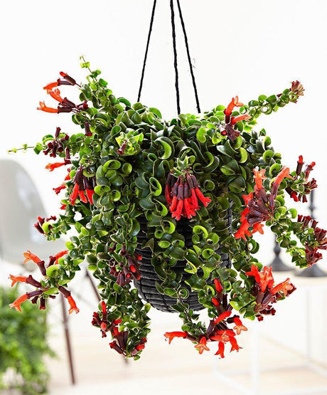 Indoor plants online in dubai-uae-Lipsticks Plant Twisted - Aeschynanthus Lipstick