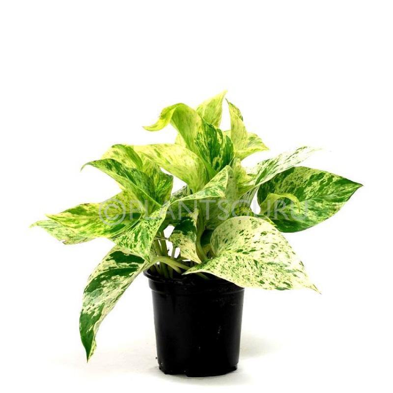 Indoor plants online in dubai-uae-Marble Plant-Indoor Plant