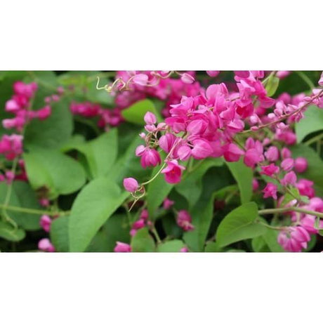 Mexican Creeper Antigonon Leptopus – Beautiful Pink Flowers for Outdoor Gardens and Trellises.