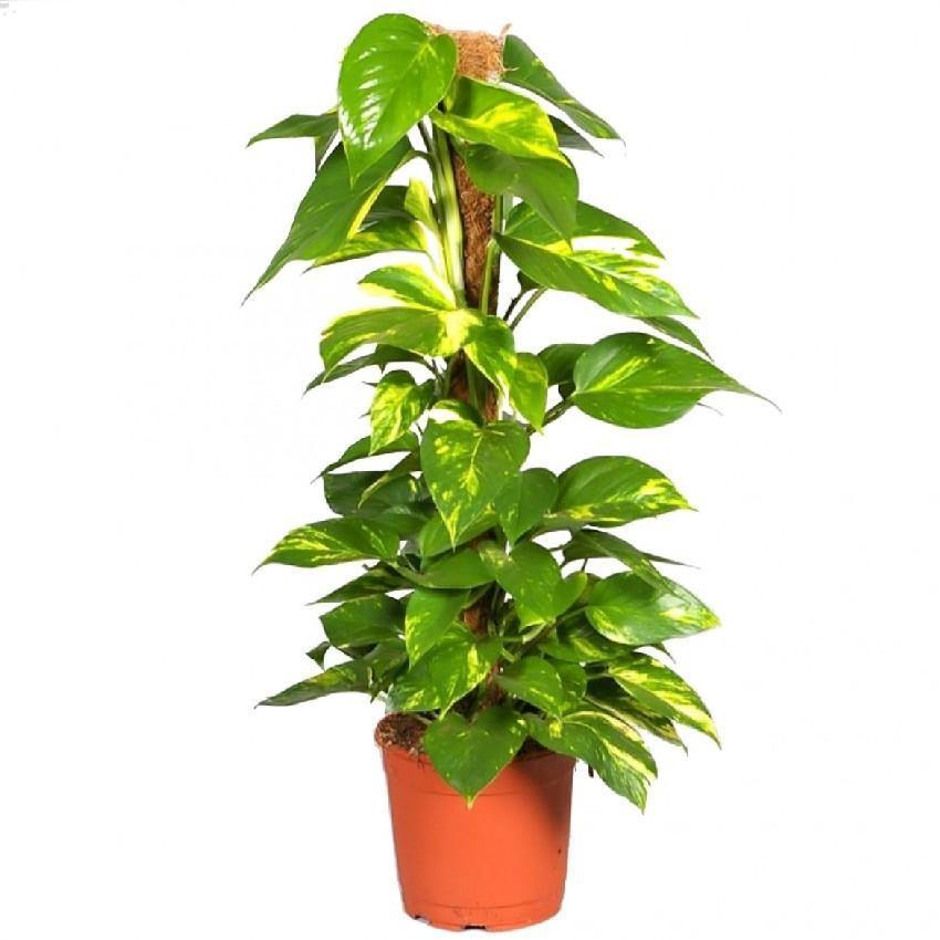 Indoor plants online in dubai-uae-Money Plant-Epipremnum Aureum