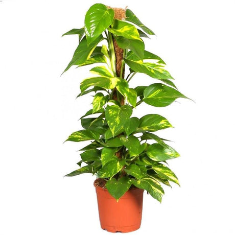Indoor plants online in dubai-uae-Money Plant-Epipremnum Aureum