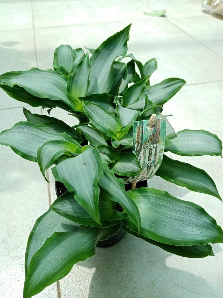 Murdannia - Murdannia - Plantsworld.ae