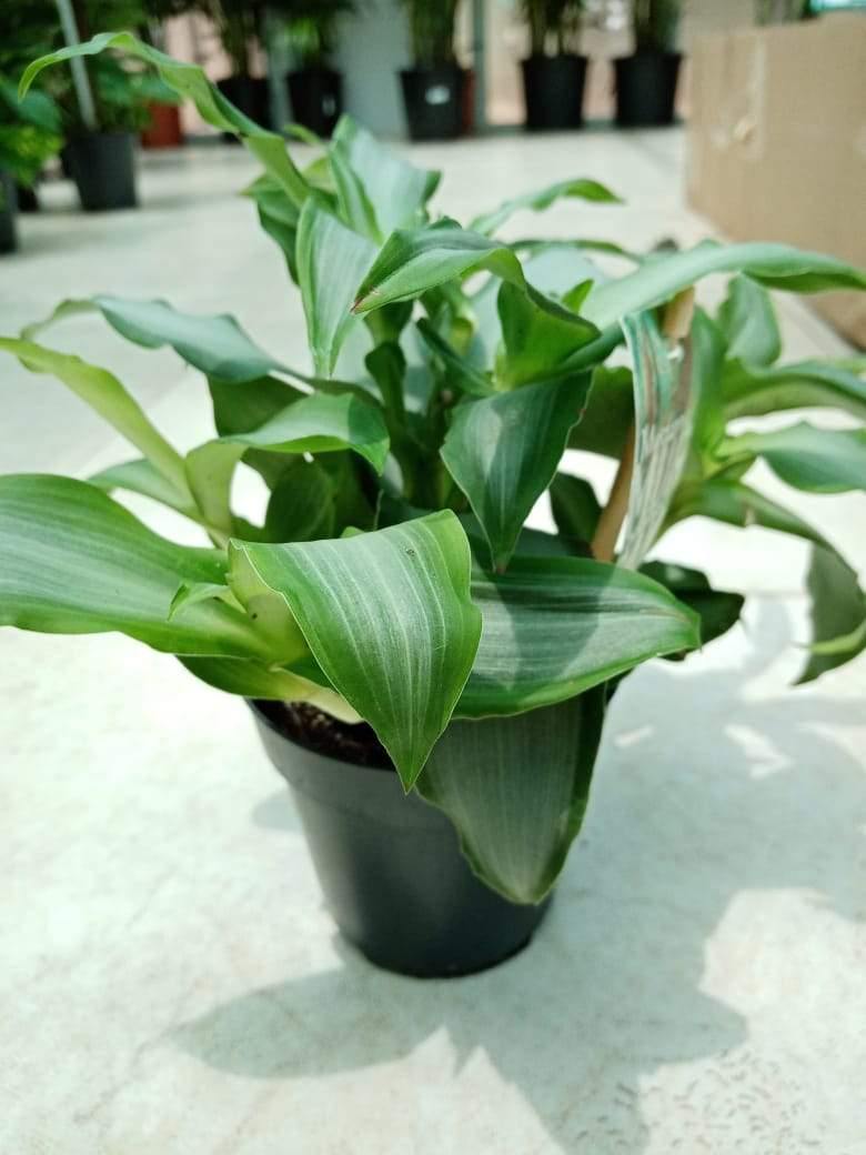 Murdannia - Murdannia - Plantsworld.ae