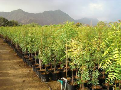 Outdoor plants online in dubai-uae Neem-Tree-Azadirachta-indica