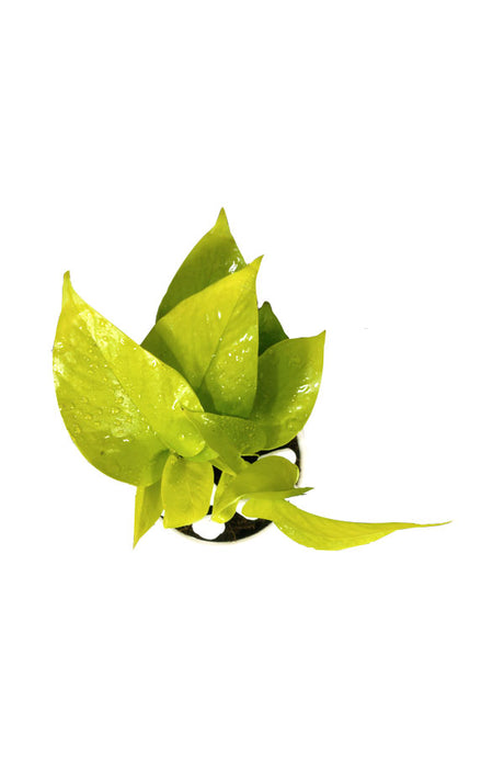Neon Pothos - Office Tabletop Plant