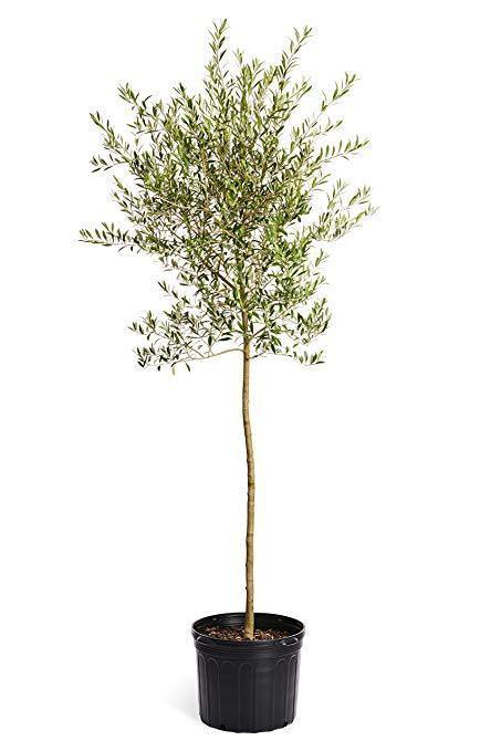 Olive Plant - Olea Europaea with Ceramic Pot