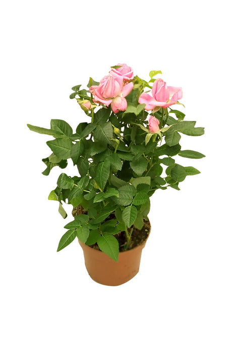 Rose Outdoor (Pakistan) – Hardy Flowering Rose Shrub for Outdoor Gardens – PlantsWorld.ae