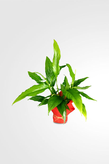 Women's Day & Mother's Day Gift-Peace Lily-Spathiphyllum With Wrap