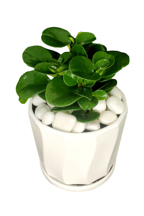 Peperomia Obtusifolia - Office Tabletop Plant