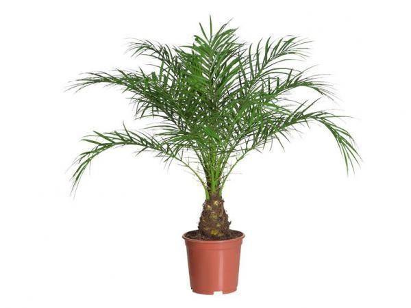 Indoor plants online in dubai-uae-Phoenix Roebelenii=Miniature Date Palm-