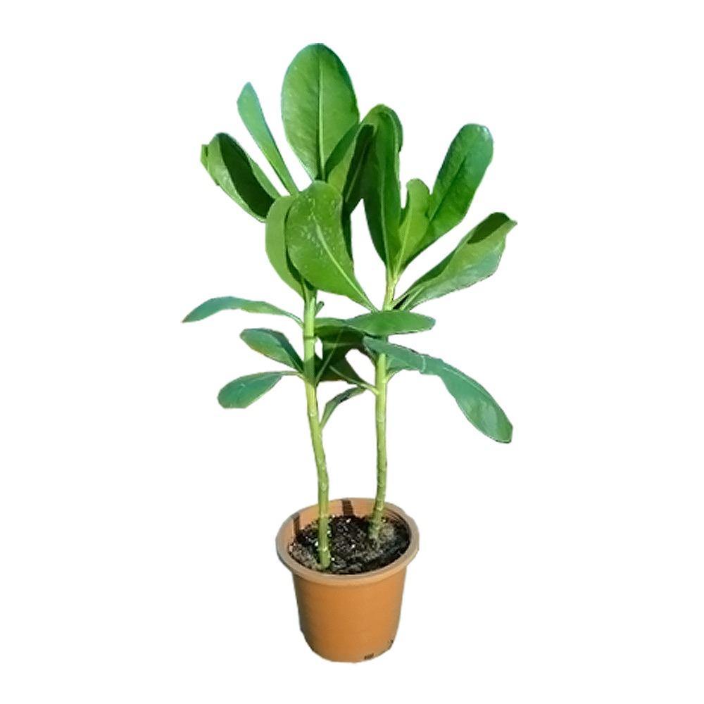 Hawaiian Half Flower-Scaevola Taccada - Hawaiian Half Flower-Scaevola Taccada - Plantsworld.ae