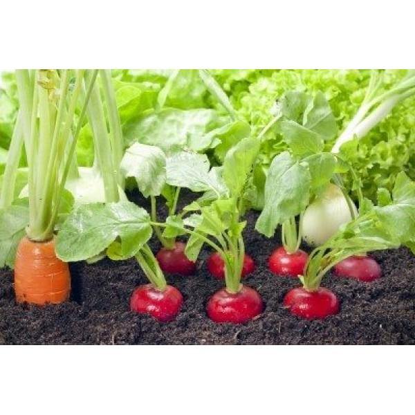 Outdoor plants online in dubai-uae Radish-Raphanus-sativus