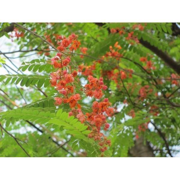 Red Cassia - Cassia Roxburghii Outdoor Flowering Plant with Red Flowers