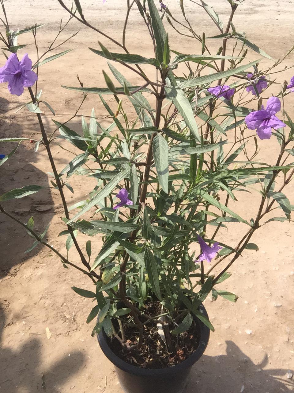 Ruellia Bushy-Ruellia - Ruellia Bushy-Ruellia - Plantsworld.ae