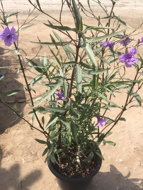 Ruellia Bushy-Ruellia - Ruellia Bushy-Ruellia - Plantsworld.ae