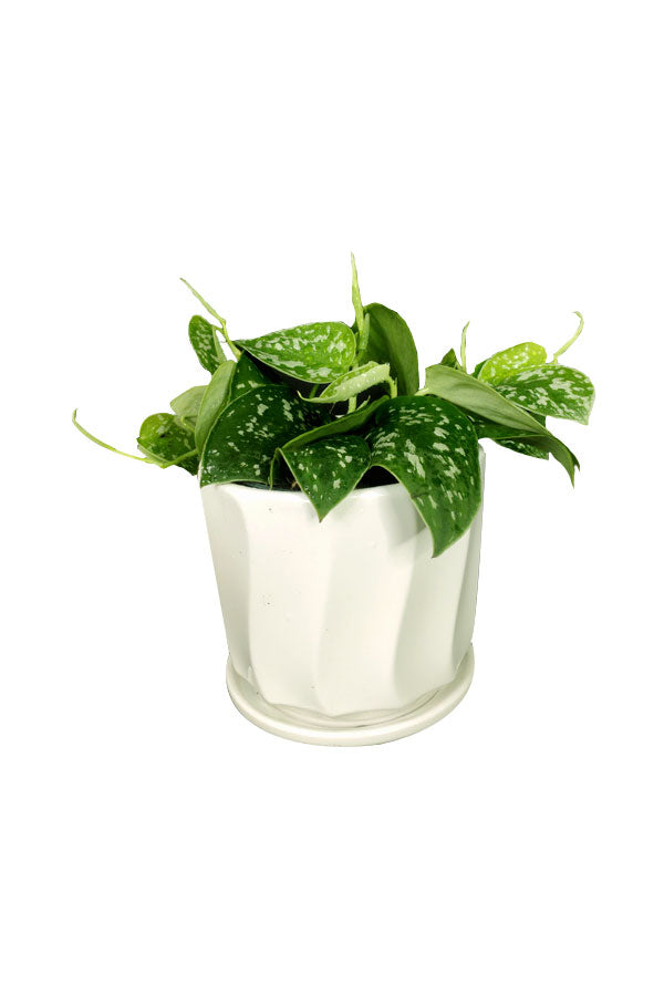 Satin Pothos - Office Table Top Plant