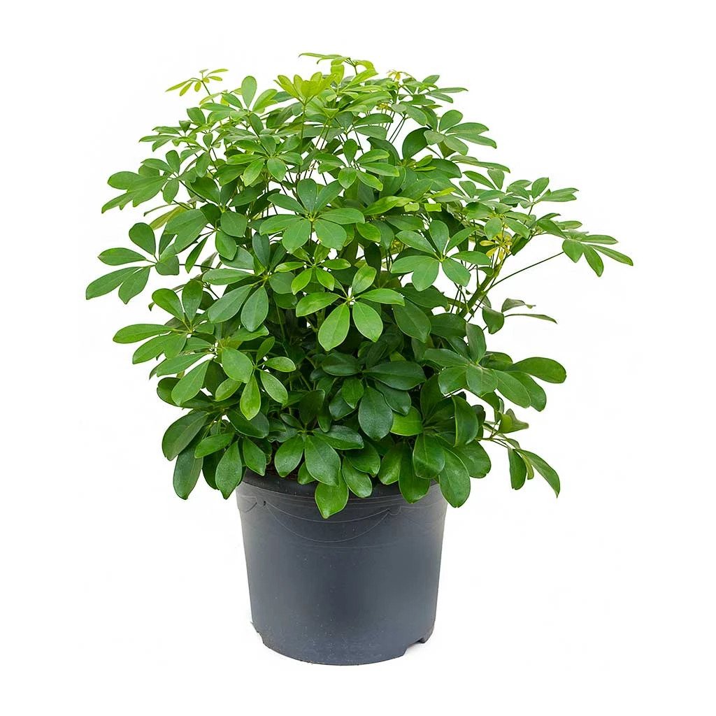 Schefflera Arboricola - Araliaceae Plants - Tree Plant