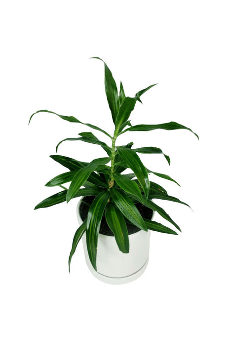 Dracaena Reflexa - Song of Jamaica - Indoor Plant with Green and Yellow Arching Leaves at Plantsworld.ae