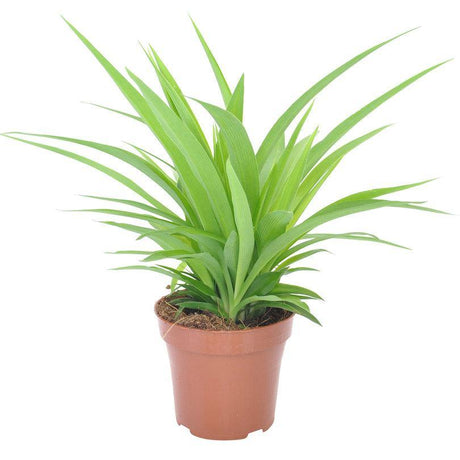 Indoor plants online in dubai-uae-Spider Plant Lemon-Chlorophytum