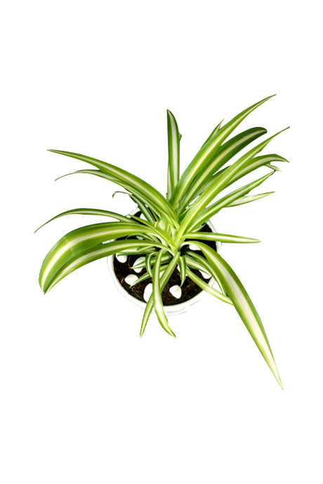 Spider Plant  - Office Tabletop Plant