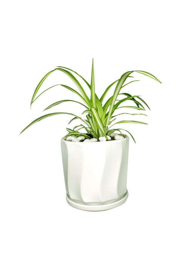 Spider Plant  - Office Tabletop Plant