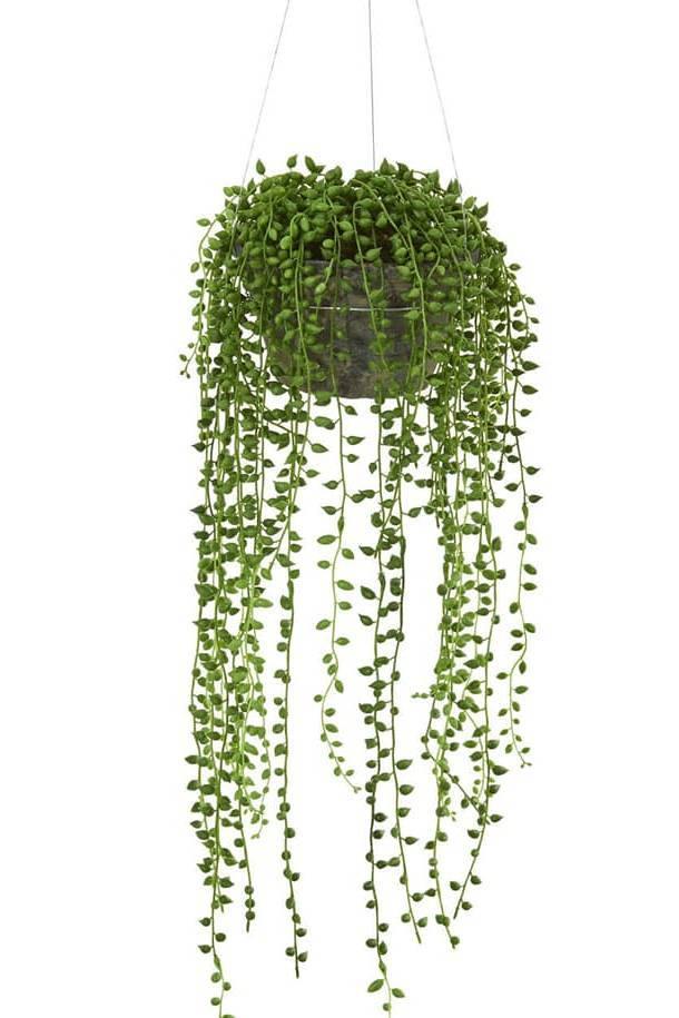 Indoor plants online in dubai-uae-String Of Pearls-succulent