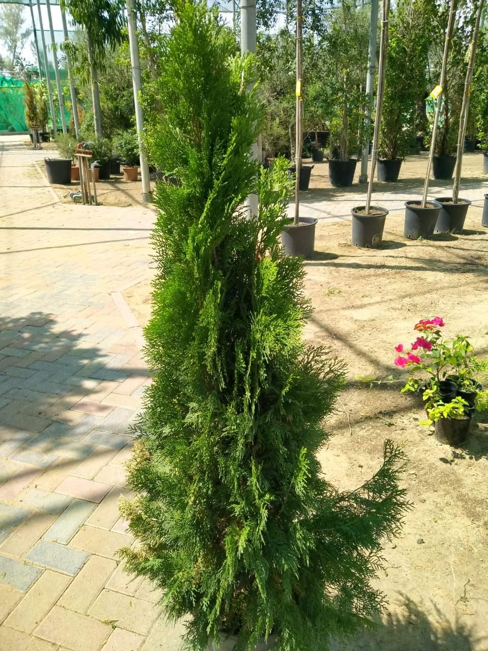 Thuja Arborvitae - Outdoor Bushy Plant with Lush Green Foliage for Hedges and Landscaping