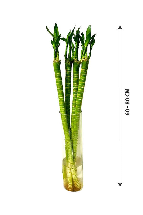 Tiger Bamboo In Glass Vase - Dracaena Sanderiana