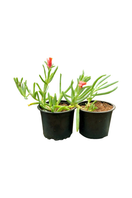 Vygie (Stone Plant) - Aizoaceae Outdoor Flowering Plant with bright, colorful flowers in a desert garden