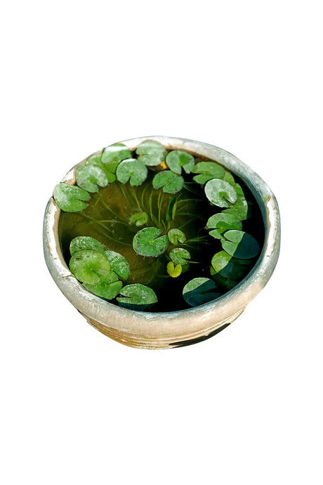 Water Lily - Nymphaeaceae