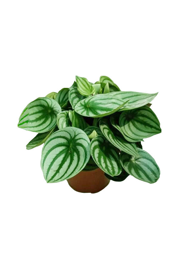 Watermelon Peperomia - Peperomia Argyreia