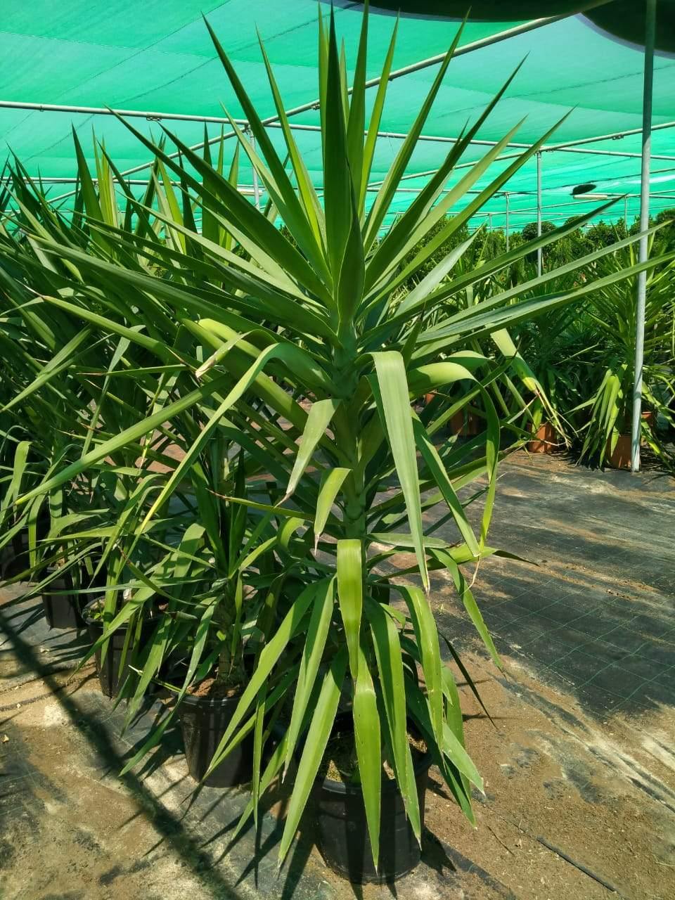 Yucca Elegans Green-Summer Plant - Yucca Elegans Green-Summer Plant - Plantsworld.ae