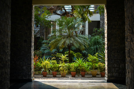 Beautiful Dubai villa garden with outdoor plants, palms and flowering shrubs